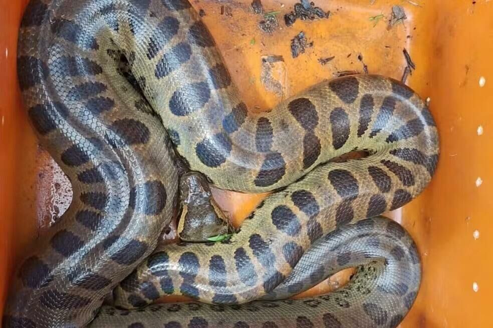 Imagem de compartilhamento para o artigo VÍDEO: Sucuri de grande porte é resgatada em condomínio, em Três Lagoas da MS Todo dia